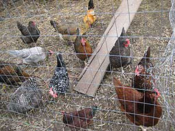 Chickens being raised by Herban Ninjas market gardeners, at Gather 'round Farm